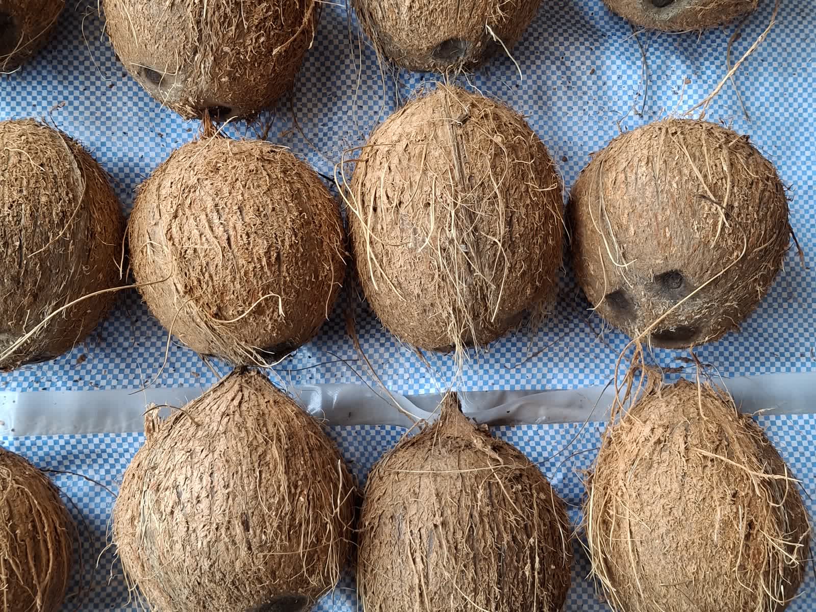 De-husked coconuts laid out in rows for inspection