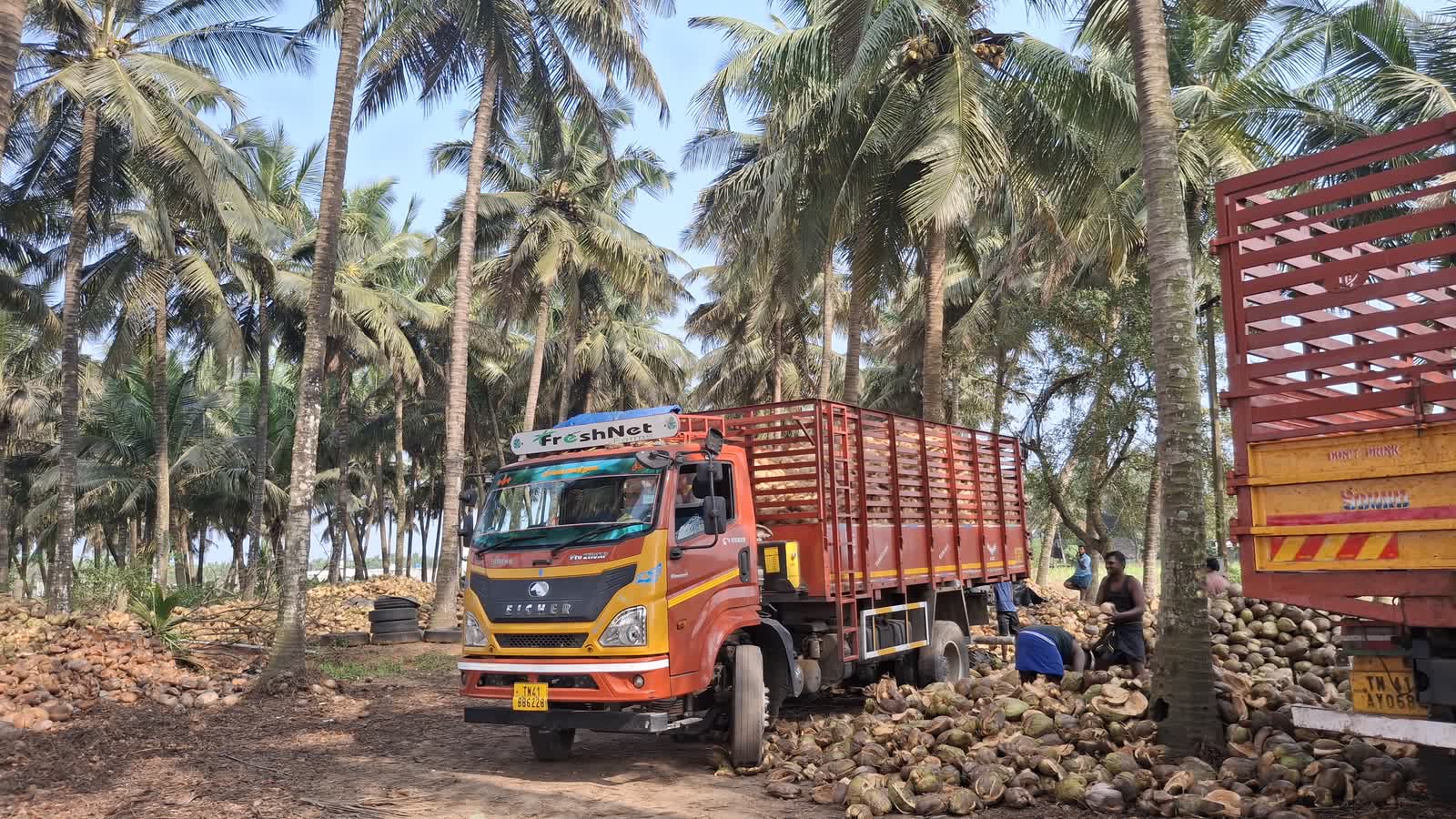 A FreshNet truck collecting harvested coconut in the grove