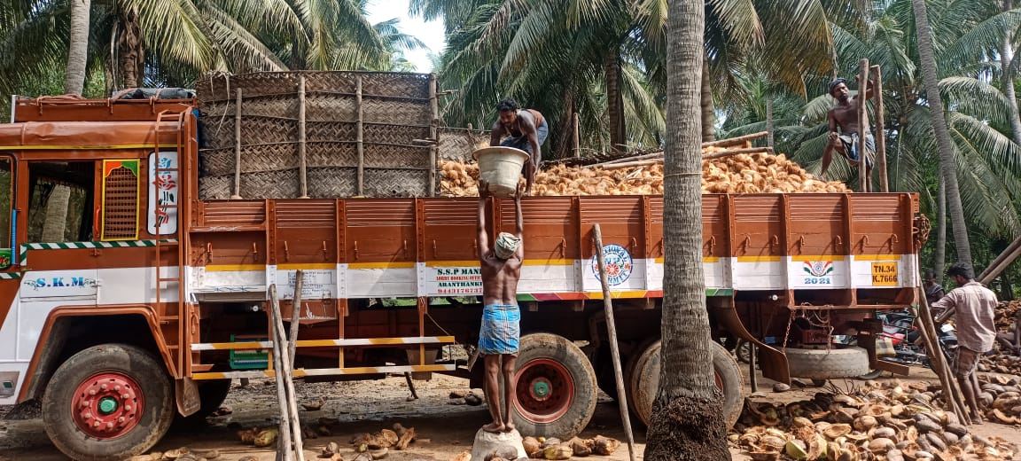 Loading coconuts at the farm gate
