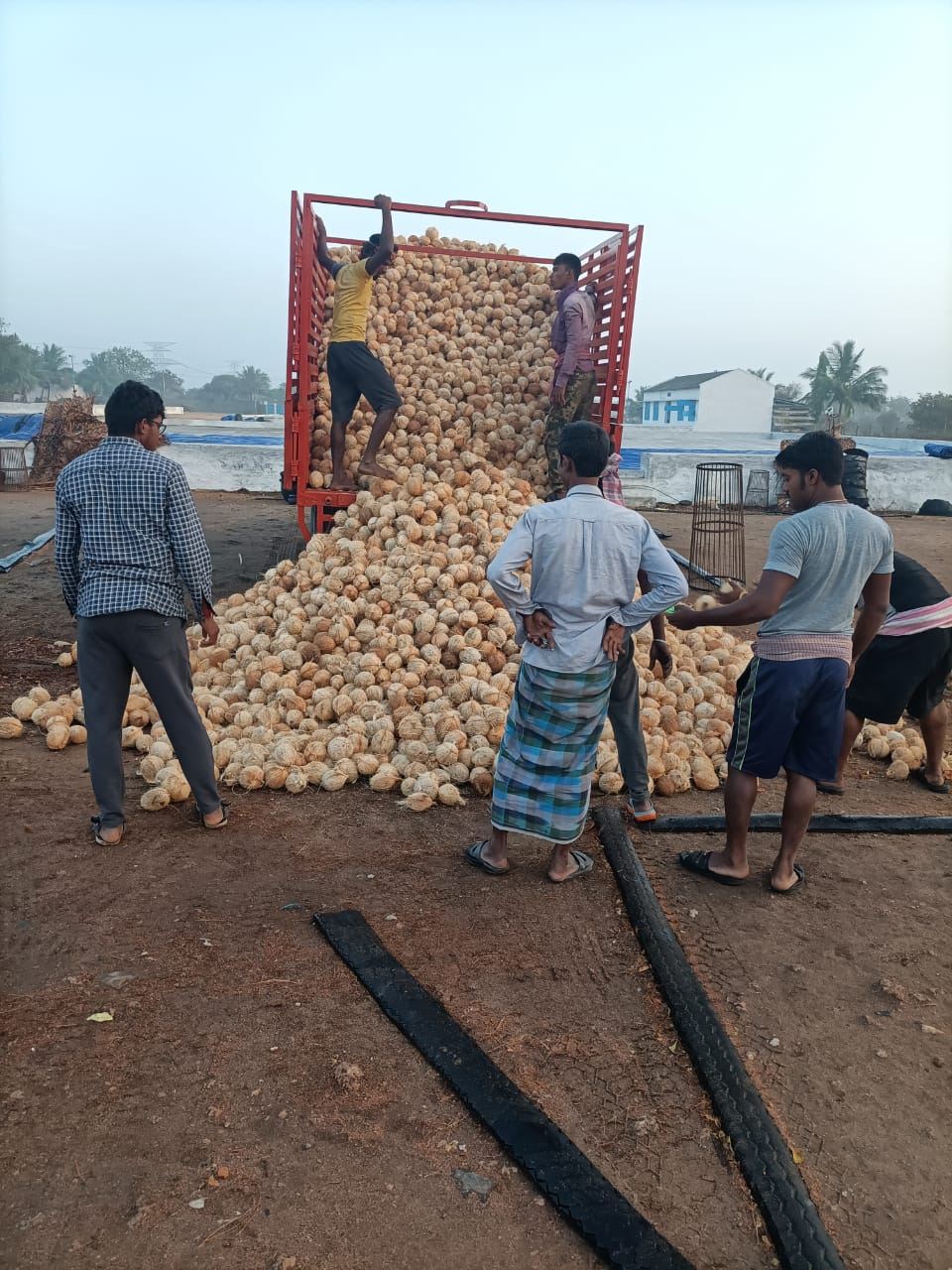 Coconuts being unloaded at the collection yard