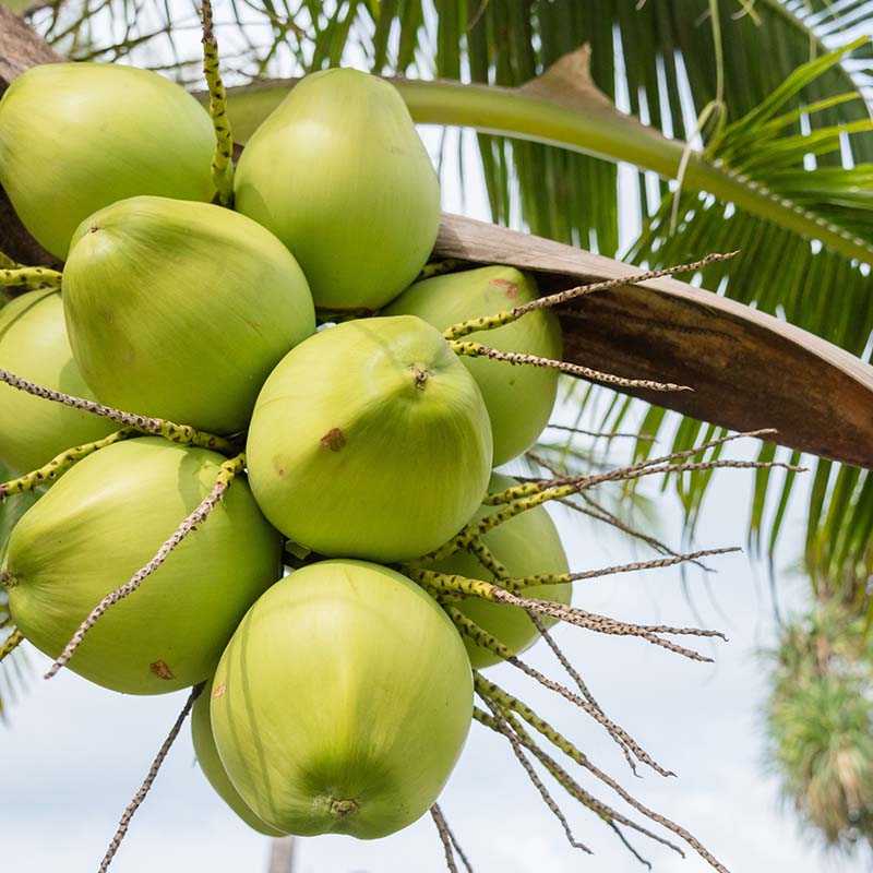 Freshnet farms Pollachi