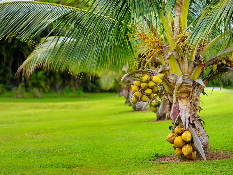 Freshnet farms Pollachi