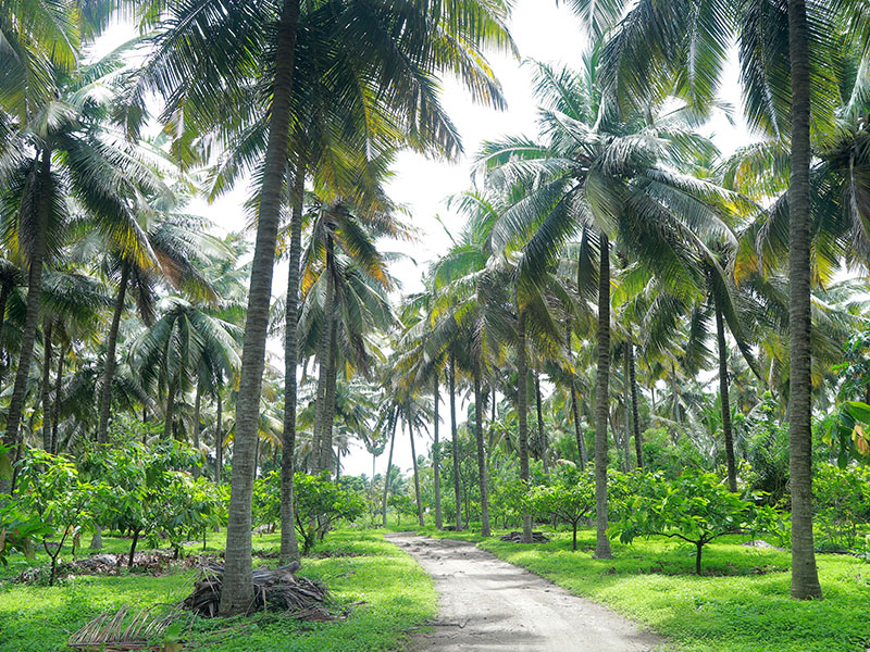 Freshnet farms Pollachi