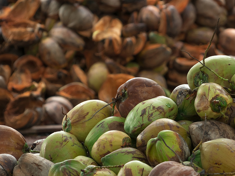 Freshnet farms Pollachi