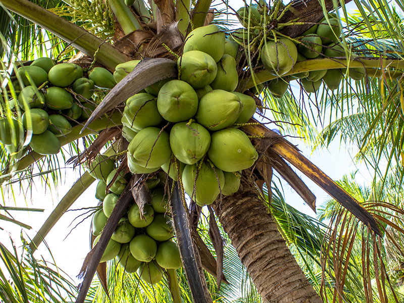 Freshnet farms Pollachi