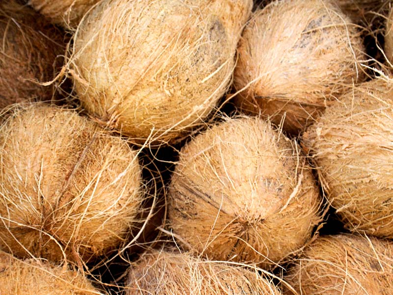 Freshnet farms Pollachi