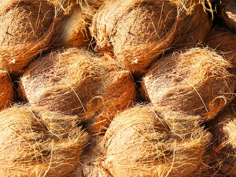 Freshnet farms Pollachi